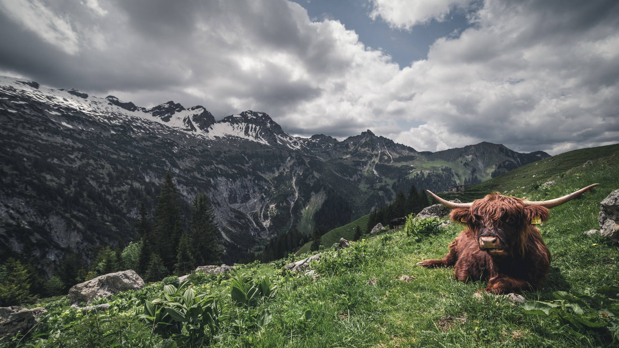 黎巴嫩男篮在西亚锦标赛中拼搏到底,冲击奥运资格,黎巴嫩男篮12人名单